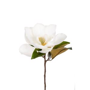 Magnolie gren 50cm