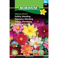 Dahlia, blanding