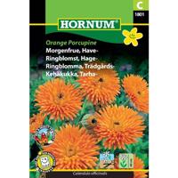 Morgenfrue, Have-, Orange Porcupine (C)