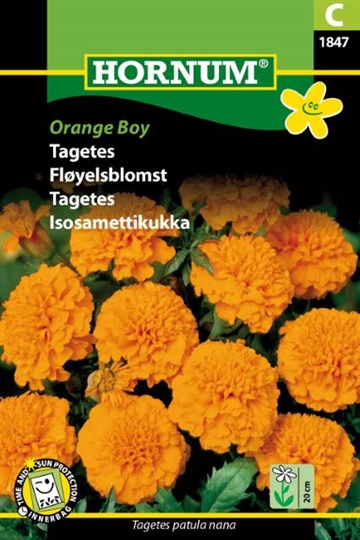 Tagetes, Orange Boy (C)
