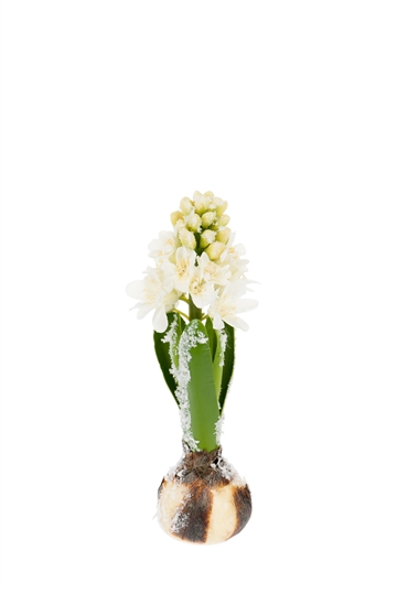 Hyacint 20 cm. hvid