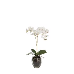 Orkidé glasbowle 65 cm