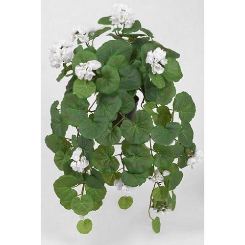 Pelargonie Hænge 50 cm. - Hvid