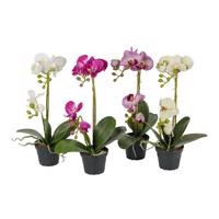 Orkidé 45 cm i potte