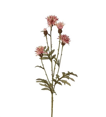 Kornblomst 60 cm. lilla