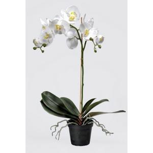 Orkidé 60 cm. i potte