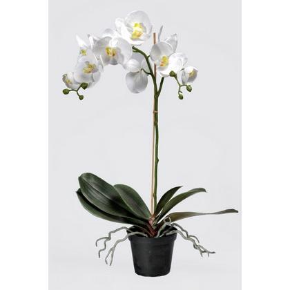 Orkidé  60 cm. i potte - Pink