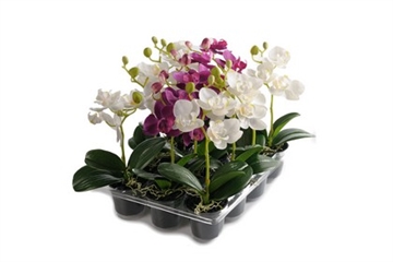 Orkidé 23 cm. mix