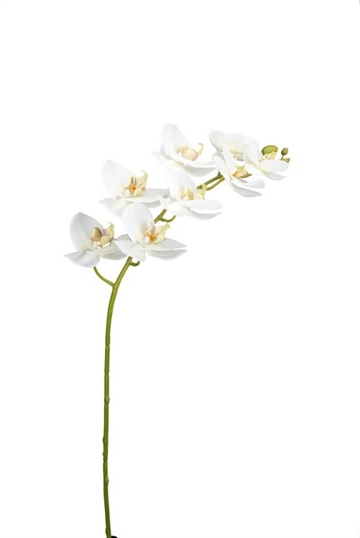 Orkidé 50cm hvid