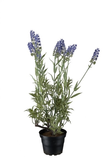 Lavendel 40 cm. lilla