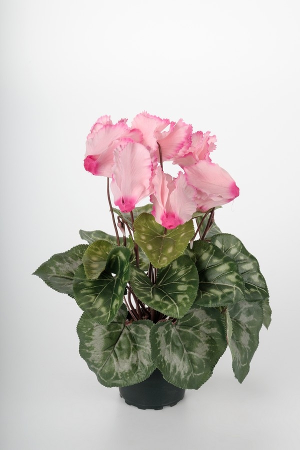 Cyklamen/Alpeviol 32 cm - Cerise