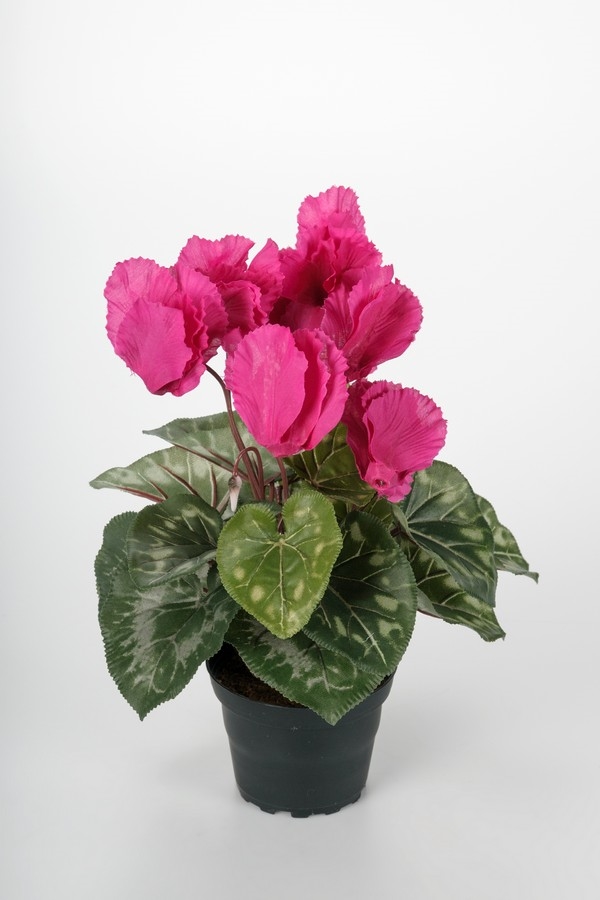 Cyklamen/Alpeviol 32 cm - Lilla
