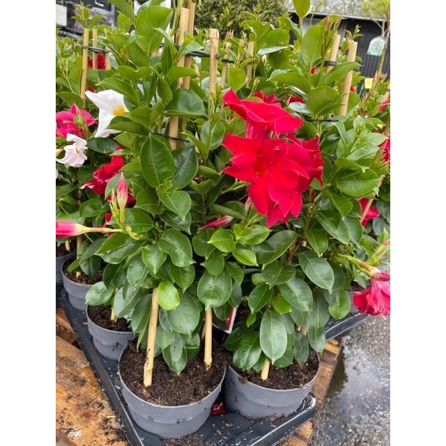 Mandevilla sundaville 60 cm - Stor