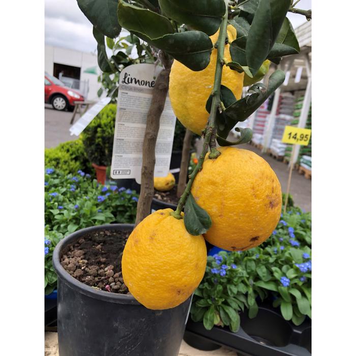 Citrus Citron/Lime 20 cm potte