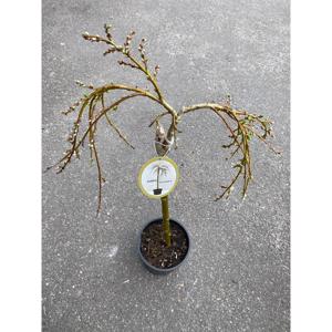Salix  Caprea 23 cm potte 