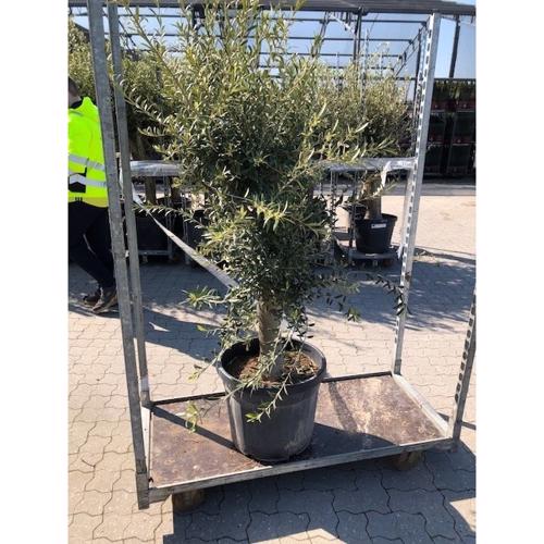 Oliventræ 46 cm potte