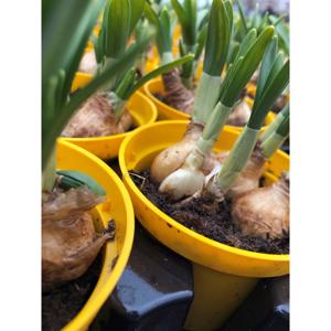 Narcissus mini påskeliljer 9 cm potte
